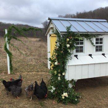 Chicken Coop DIY Project